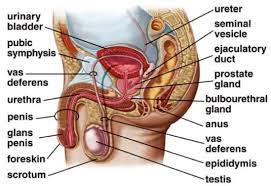 The male reproductive organs, labelled in complete anatomy. Reproductive System Accessscience From Mcgraw Hill Education