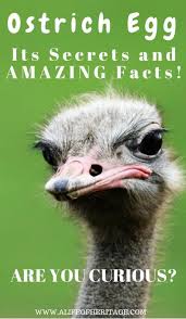 ostrich egg secrets and amazing facts