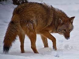 For a natural recolonization of wolves in new hampshire, although difficult, may be possible. Coywolves Are Taking Over Eastern North America Smart News Smithsonian Magazine