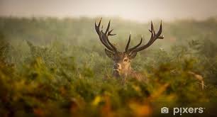 Wall Mural Red Deer Stag Looking At The