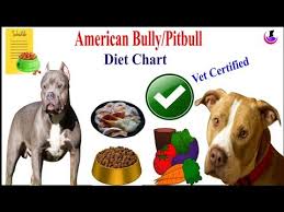 American Bully Pitbull Diet Chart Ii Dog And Vet Ii Hindi
