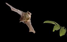 bats on helium reveal an innate sense