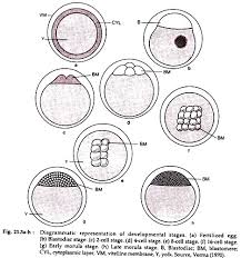 Embryonic Development In Fish With Diagram