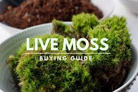 ing live moss a luscious green