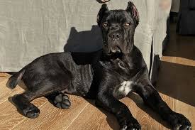 Find local cane corso puppies for sale and dogs for adoption near you. Castleguard Cane Corso Italiano Breeder With Puppies In Co Show Working And Companion Dogs