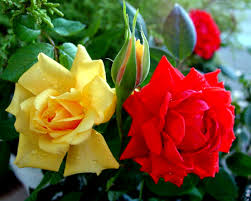 Red And Yellow Roses For