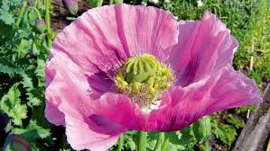 === ⬇️ all my favorite supplies in one place! Can You Grow Opium Poppies In New Zealand Stuff Co Nz