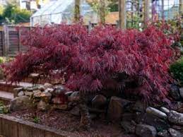 In the spring, the leaves come out…often in a different color than the mature leaves. Learn About Japanese Weeping Maples How To Grow A Japanese Weeping Maple Tree