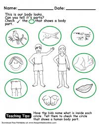 Make a jigsaw student by drawing around students on a sheet of paper big enough for the tallest child to lie down on. Which Is Human Body Parts Kids Worksheet