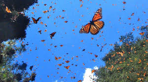 borboleta monarca | Um Sol Coração