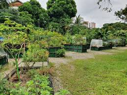 allotment garden picture of punggol
