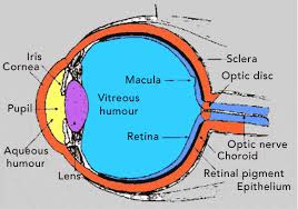 Introduction About Physiology Of Vision In Human Fossil