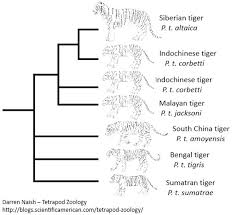 The Tiger Subspecies Revised 2017 Scientific American