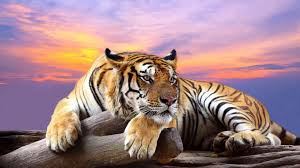 tiger 4k wallpaper 4 569