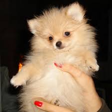 adopt a pomeranian puppy near new york