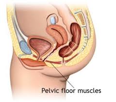 pelvic floor rehab dynamic physical