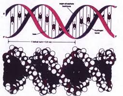 what feature of the dna helix provides