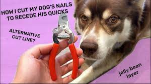 cut my dog s nails to recede the quick