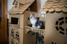 la maison de chat en carton en