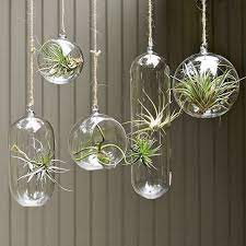plant in glass hanging air plants