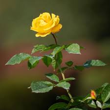 yellow rose in a garden free stock photo