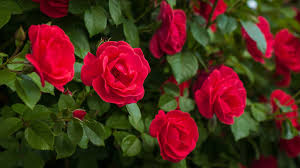 Meaning Of Red Roses 1800flowers