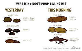 What Is My Dogs Poo Telling Me Boogies Blog
