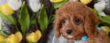 Cavapoo | Dog Breed Facts and Information - Wag! Dog Walking