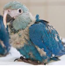 spix s macaw baby parrots worldwide