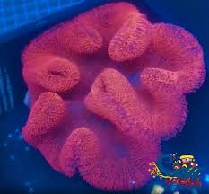 pink carpet anemone cs anonymous