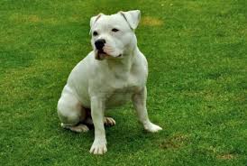 American staffordshire terrier mixed breed. Paw Knowledge Did You Know Aja Nii