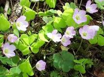 What plant is a shamrock?