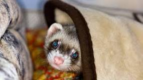 What foods are poisonous to ferrets?