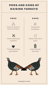 pros cons and facts about raising turkeys