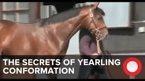 The Secrets Of Yearling Conformation