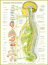 The Essential Element Of Nerve Supply And Being Healthy
