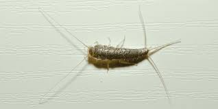 how to get rid of silverfish insectek