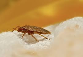 how to get rid of bed bugs updated