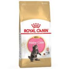 royal canin maine kitten at