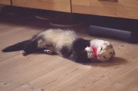 what do ferrets like to play with
