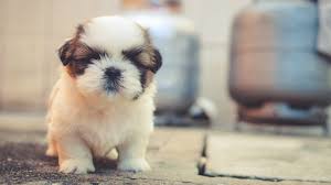 cute puppies wallpaper hd 55 images