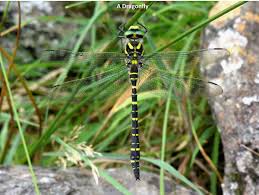 Dragonfly And Damselfly Identification Help British