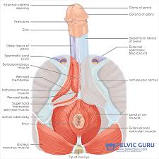 ual dysfunction in men body