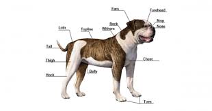 The goals and purposes of this breed standard include: Johnson Vs Scott American Bulldog Difference