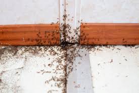 how to get rid of bugs in your house