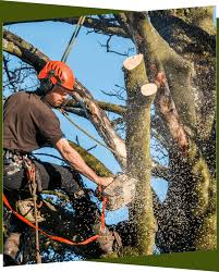 Advice for how do you become a certified arborist? City Of Ottawa Tree Removal Permits Croft Tree Experts