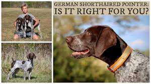 german shorthaired pointer is it