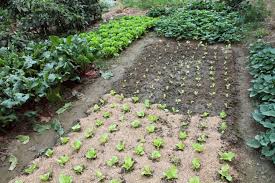 Plant Spacing 30 Vegetables Their