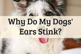 dogs ear to stink smell