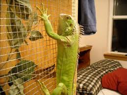 Basic Care Instructions For The Green Iguana 6 Steps